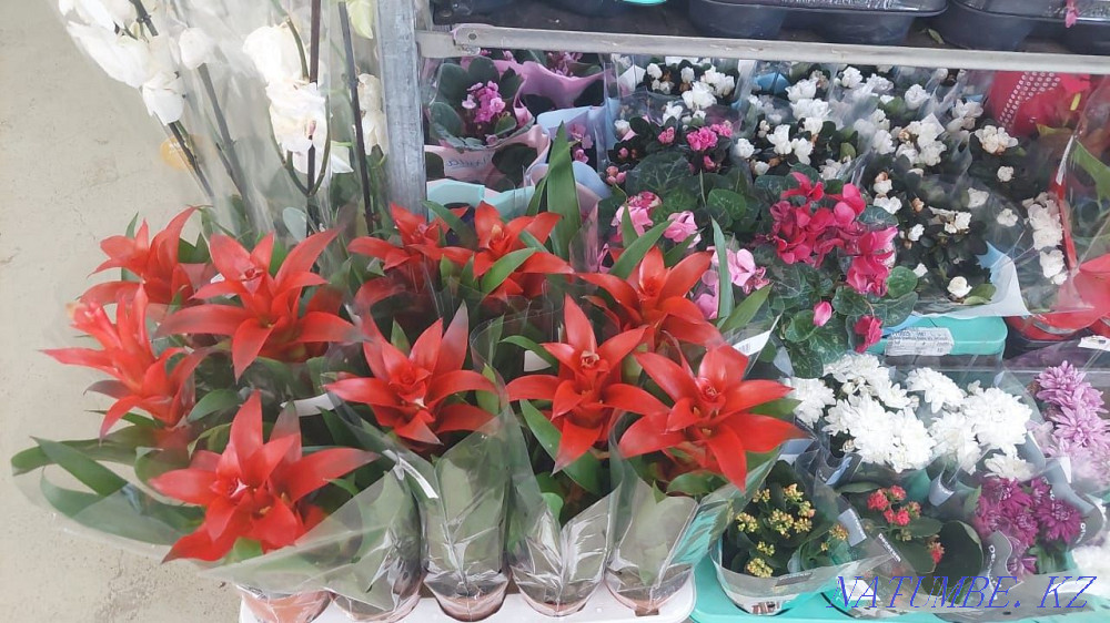 houseplant markdown Astana - photo 1