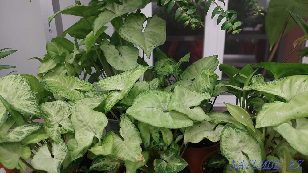 houseplant markdown Astana - photo 7