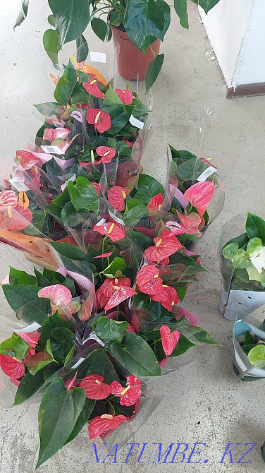 houseplant markdown Astana - photo 5