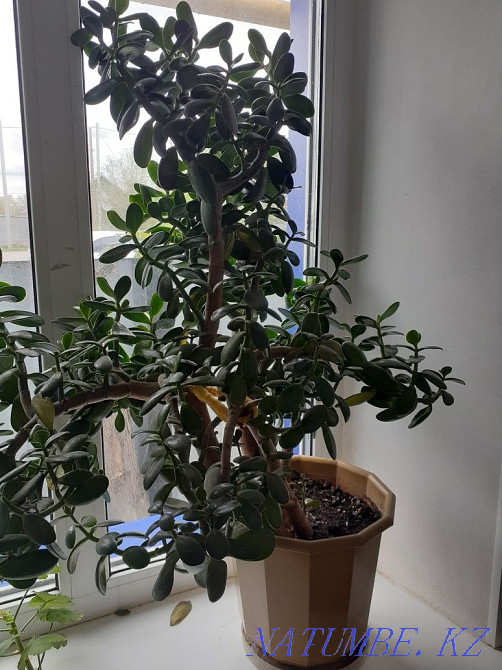 Продам денежное дерево Аксай - изображение 1