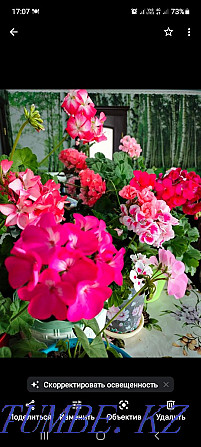 Pelargonium in pots Kostanay - photo 3