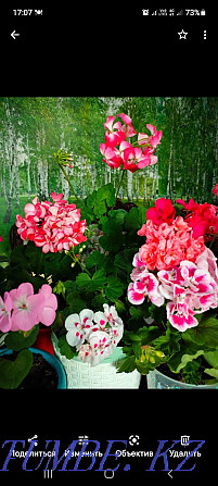 Pelargonium in pots Kostanay - photo 2