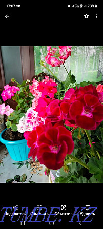 Pelargonium in pots Kostanay - photo 4