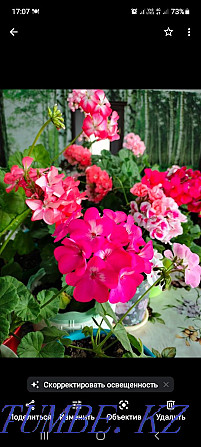 Pelargonium in pots Kostanay - photo 1