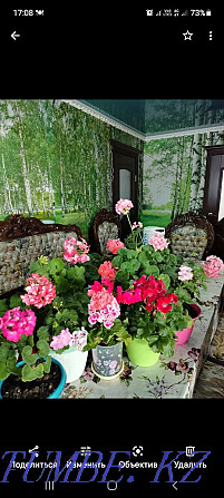 Pelargonium in pots Kostanay - photo 5