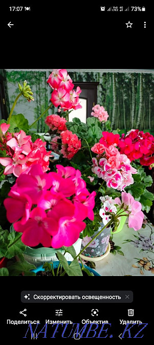 Пеларгония в горшках Костанай - изображение 3