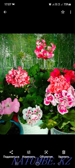 Пеларгония в горшках Костанай - изображение 2