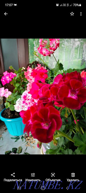 Пеларгония в горшках Костанай - изображение 4