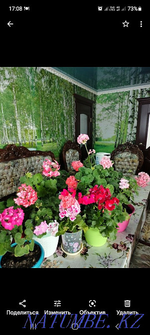 Пеларгония в горшках Костанай - изображение 5