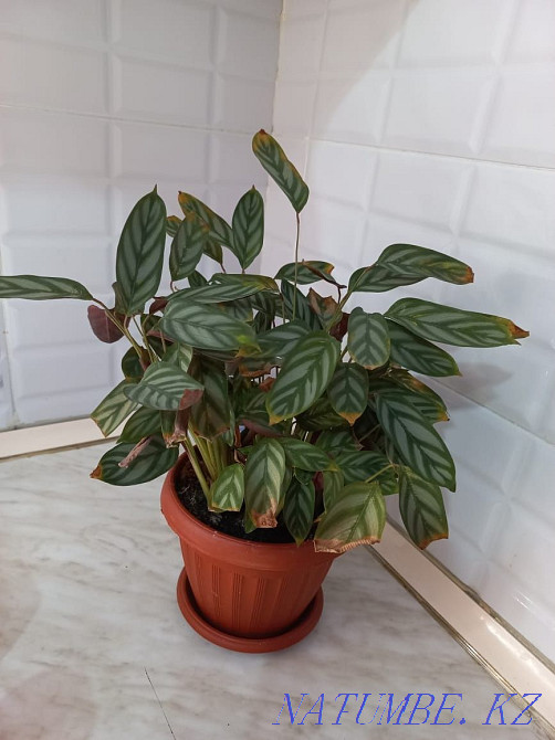 продам комнатные цветы Тараз - изображение 6