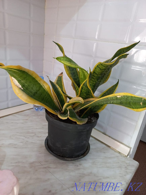 продам комнатные цветы Тараз - изображение 1