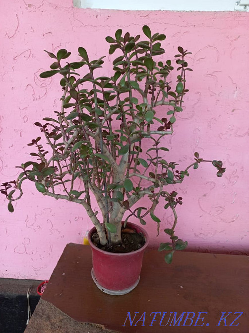 продам комнатные цветы Тараз - изображение 7