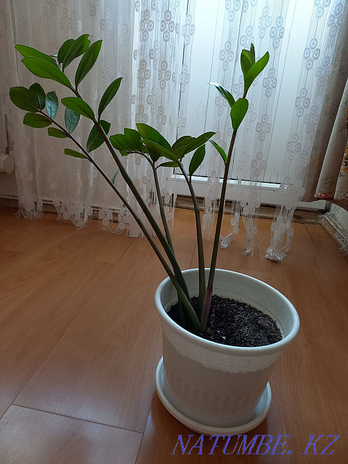 Цветы замиокулькас Атырау - изображение 1