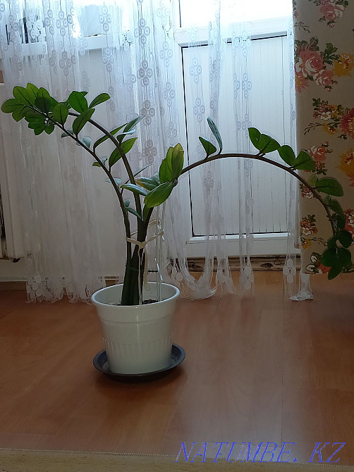 Цветы замиокулькас Атырау - изображение 2