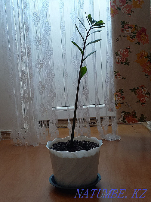 Zamioculcas flowers Atyrau - photo 2