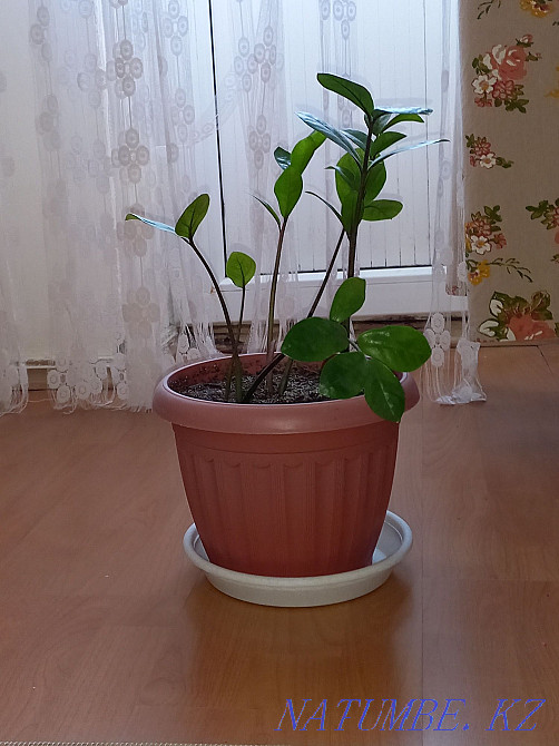 Zamioculcas flowers Atyrau - photo 1
