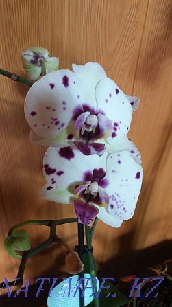 Орхидеи.Майкудук. Чапаево - изображение 2