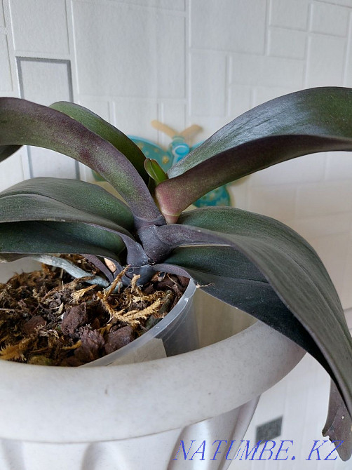 Orchids. Maikuduk. Чапаево - photo 3