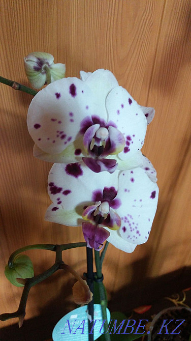 Orchids. Maikuduk. Чапаево - photo 2