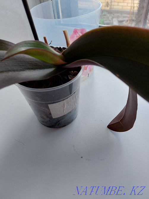 Orchids. Maikuduk. Чапаево - photo 4