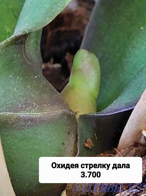 Orchids. Maikuduk. Чапаево - photo 5