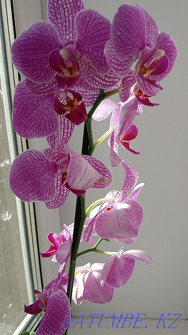 Orchids. Maikuduk. Чапаево - photo 1