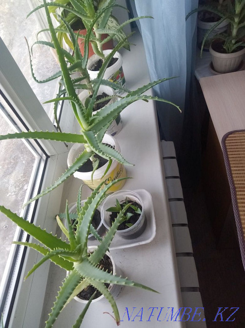 Продам Алое лечебный 3 летние Усть-Каменогорск - изображение 1