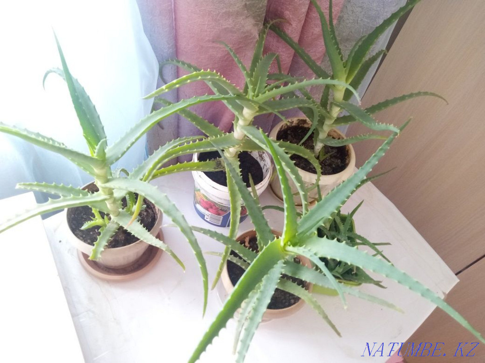 Продам Алое лечебный 3 летние Усть-Каменогорск - изображение 2