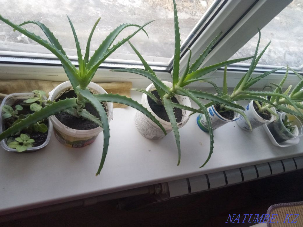 Продам Алое лечебный 3 летние Усть-Каменогорск - изображение 3