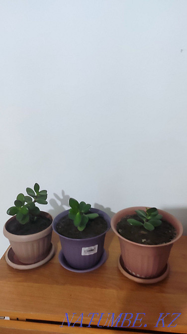 dollar tree Pavlodar - photo 1