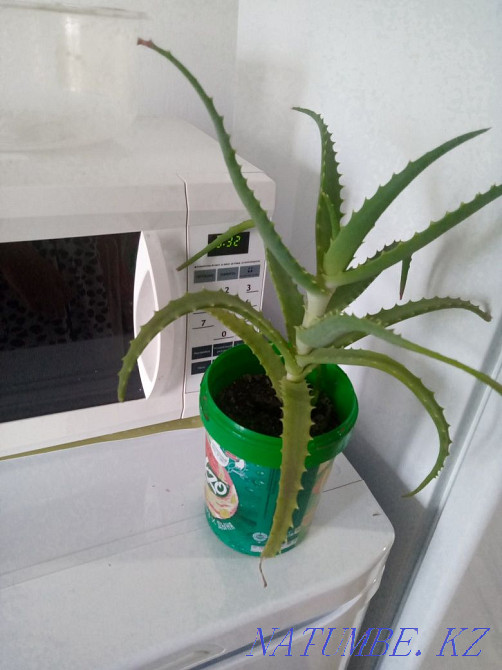Алоэ лечебный продам! Усть-Каменогорск - изображение 1