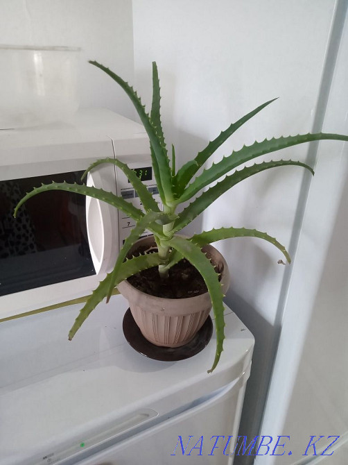 Алоэ лечебный продам! Усть-Каменогорск - изображение 2