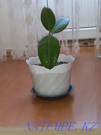 Ficus flower. Decorate the interior of your home and office Atyrau - photo 1