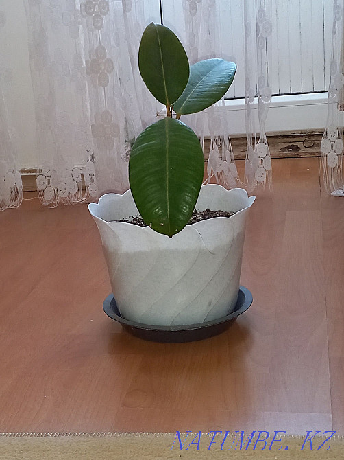 Цветок Фикус. Украсит интерьер вашего дома и офиса Атырау - изображение 1