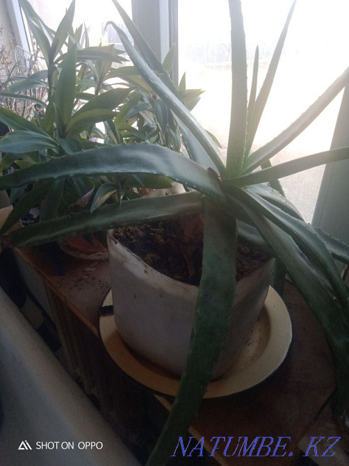 Aloe Vera healing Shymkent - photo 4