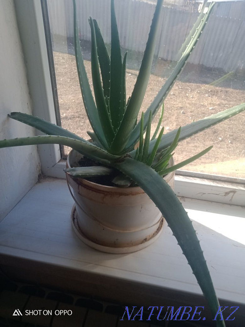 Aloe Vera healing Shymkent - photo 2