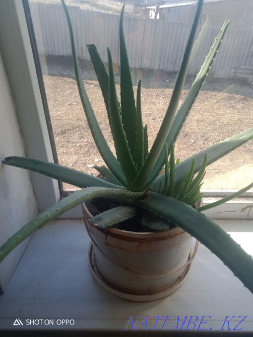 Aloe Vera healing Shymkent - photo 1