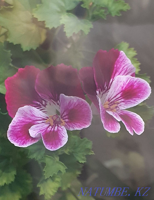 Продам герань 1000тг Уральск - изображение 1