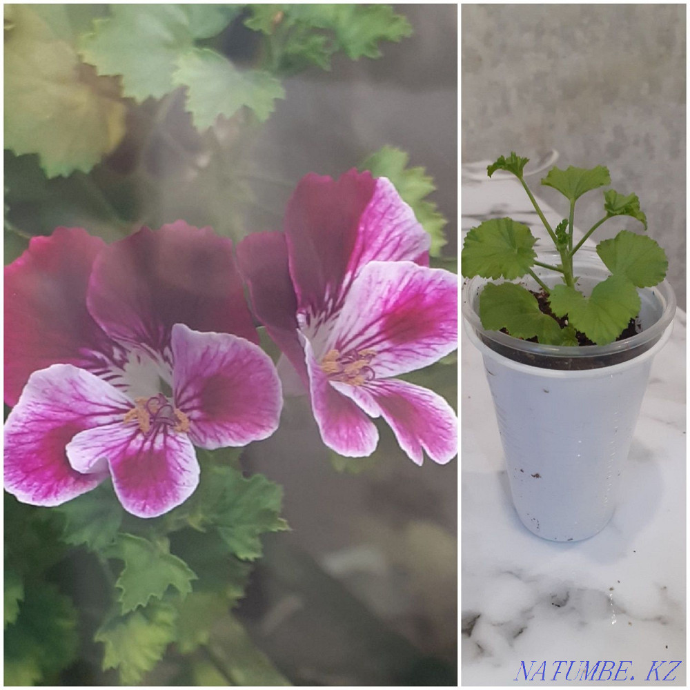 Продам герань 1000тг Уральск - изображение 2