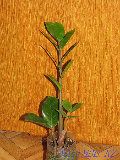Замиокулкас, доллар ағашы.  Алматы - изображение 1