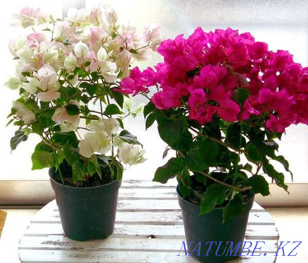 бугенвиллии разных расцветок Актобе - изображение 5