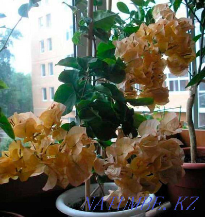бугенвиллии разных расцветок Актобе - изображение 8