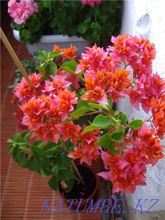 бугенвиллии разных расцветок Актобе - изображение 4