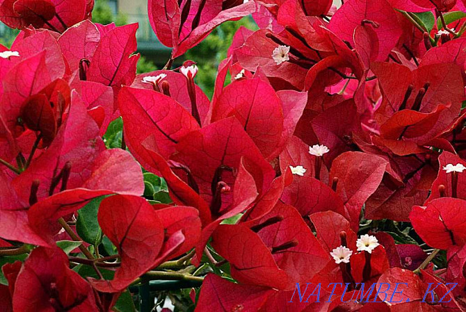 бугенвиллии разных расцветок Актобе - изображение 2