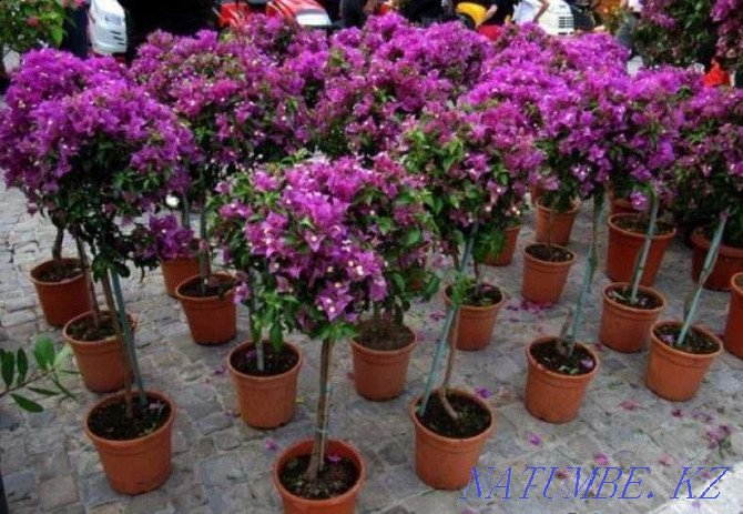 бугенвиллии разных расцветок Актобе - изображение 1