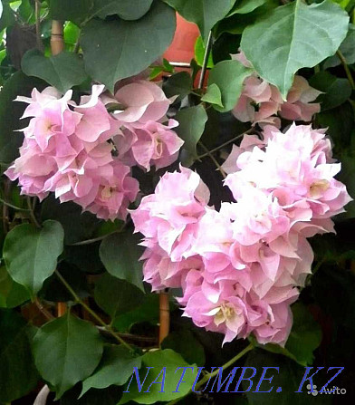 бугенвиллии разных расцветок Актобе - изображение 3
