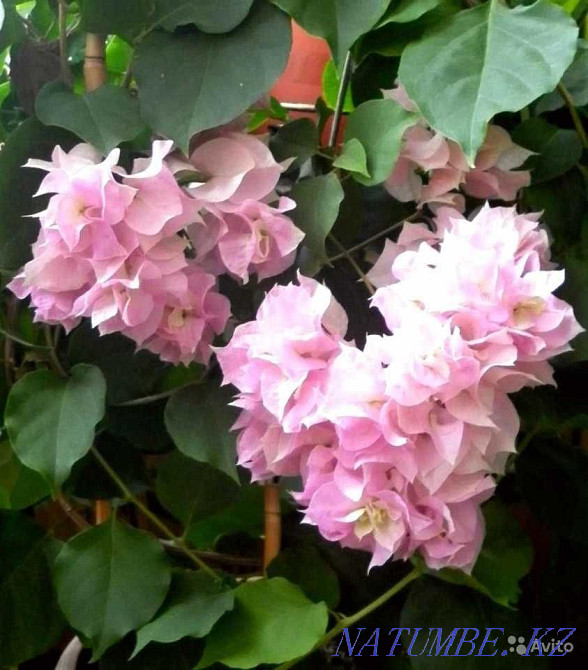 бугенвиллии разных расцветок Актобе - изображение 3