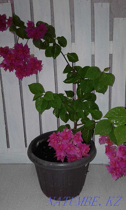 бугенвиллии разных расцветок Актобе - изображение 7
