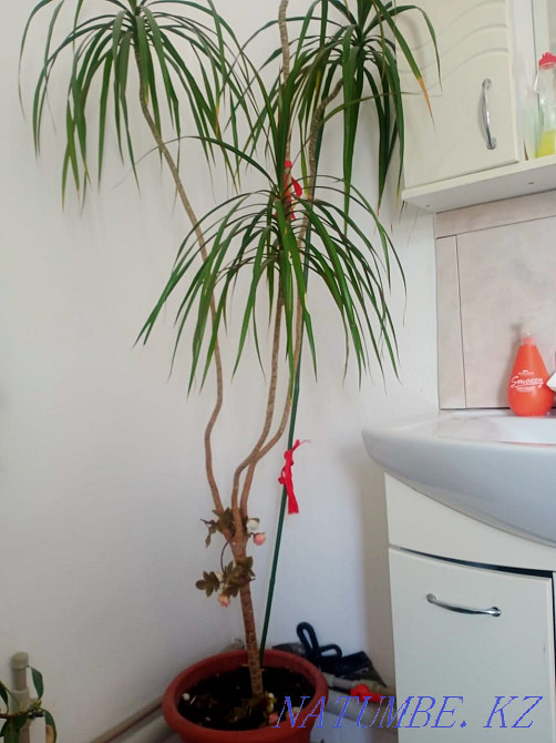 I sell indoor flowers Atyrau - photo 2