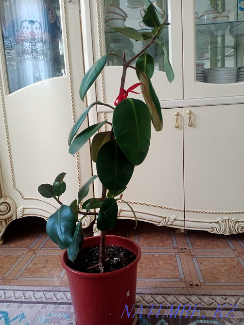 I sell indoor flowers Atyrau - photo 1